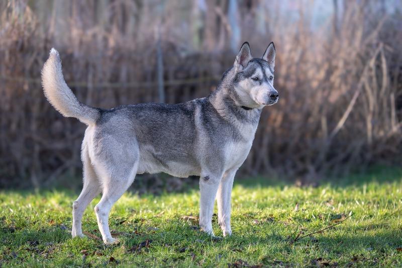 asielhond langzitter dierenzorg zaanstreek kat langzitter dierenasiel hond adopteren zaanstreek