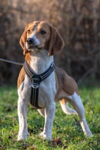 asielhond langzitter dierenzorg zaanstreek kat langzitter dierenasiel hond adopteren zaanstreek