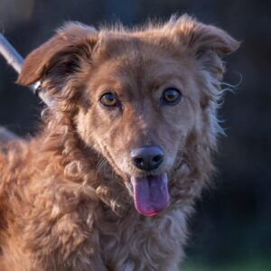 rosa asielhond langzitter dierenzorg zaanstreek kat langzitter dierenasiel hond adopteren zaanstreek