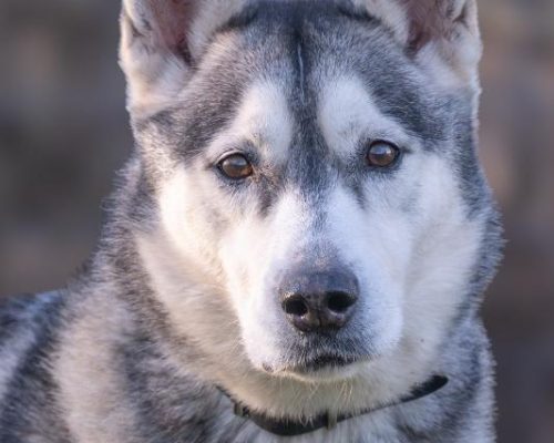 asielhond langzitter dierenzorg zaanstreek kat langzitter dierenasiel hond adopteren zaanstreek