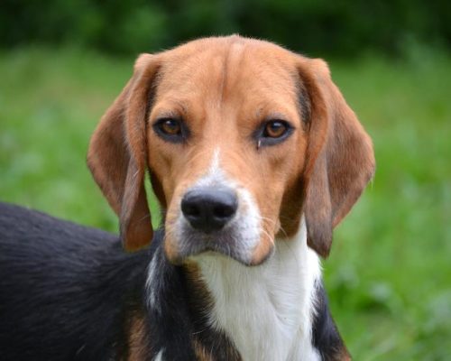 adopteer asielhond Beagles Quasar en Crunchlangzitter dierenzorg zaanstreek kat langzitter dierenasiel hond adopteren zaanstreek