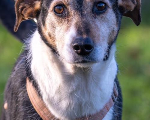 asielhond langzitter dierenzorg zaanstreek kat langzitter dierenasiel hond adopteren zaanstreek