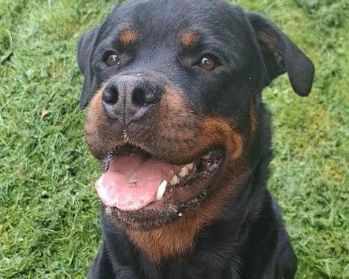asielhond langzitter dierenzorg zaanstreek kat langzitter dierenasiel hond adopteren zaanstreek