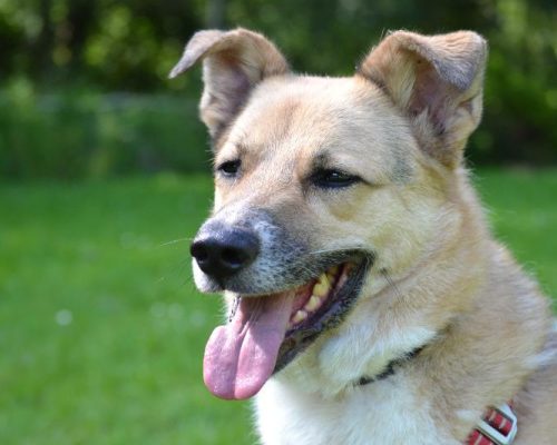 asielhond langzitter dierenzorg zaanstreek kat langzitter dierenasiel hond adopteren zaanstreek