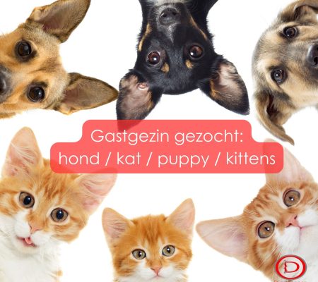 Gastgezin gezocht_algemeen