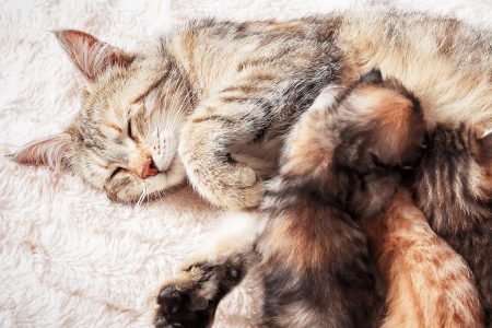 Gastgezin gezocht_kittens