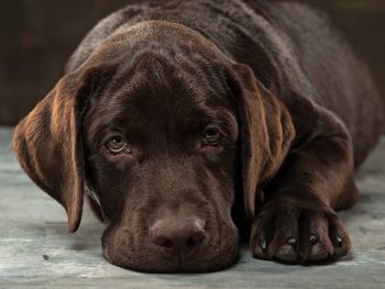 A portrait of a black Labrador dog taken against a black backdrop at studio.