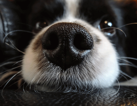 neus-hond