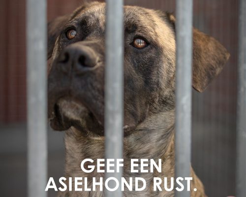 prikkelarme kennel 1