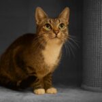 poes focus
